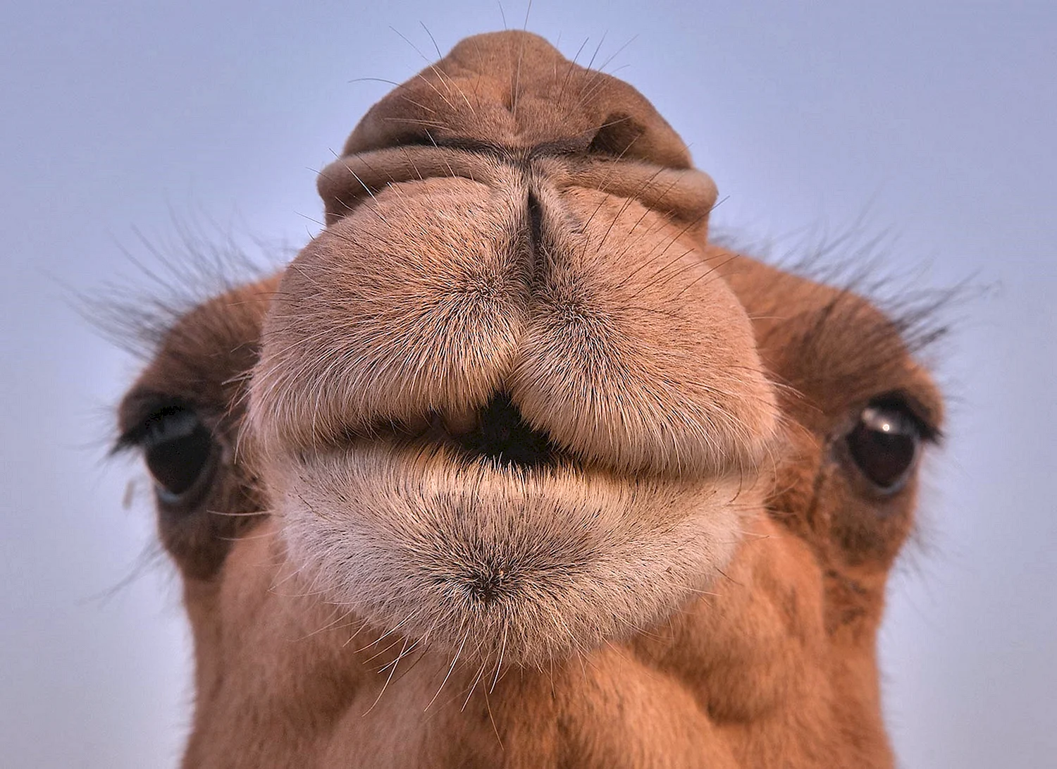 Нос верблюда