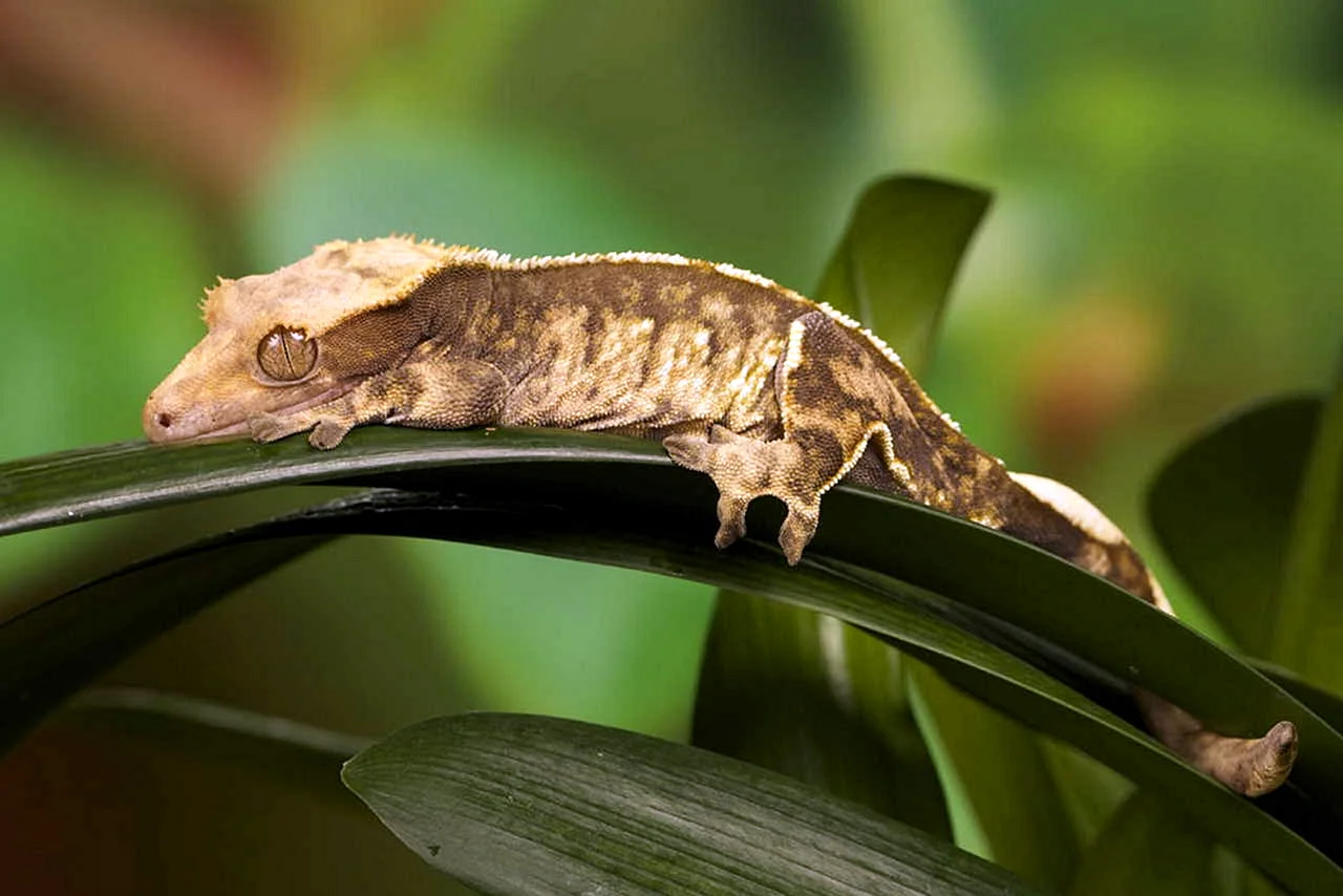 Новокаледонский геккон реснитчатый