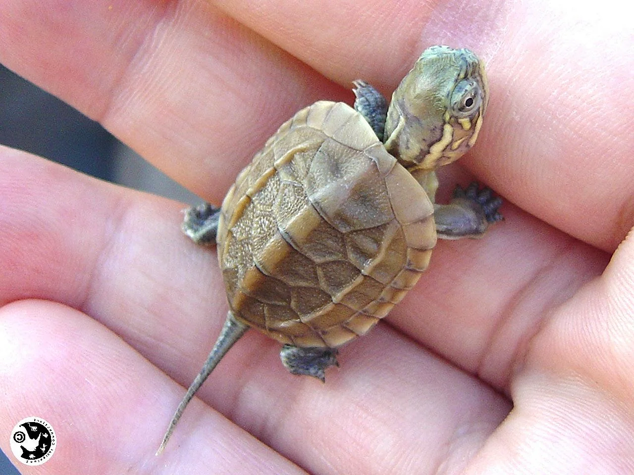 Новораждёная красноухая черепаха