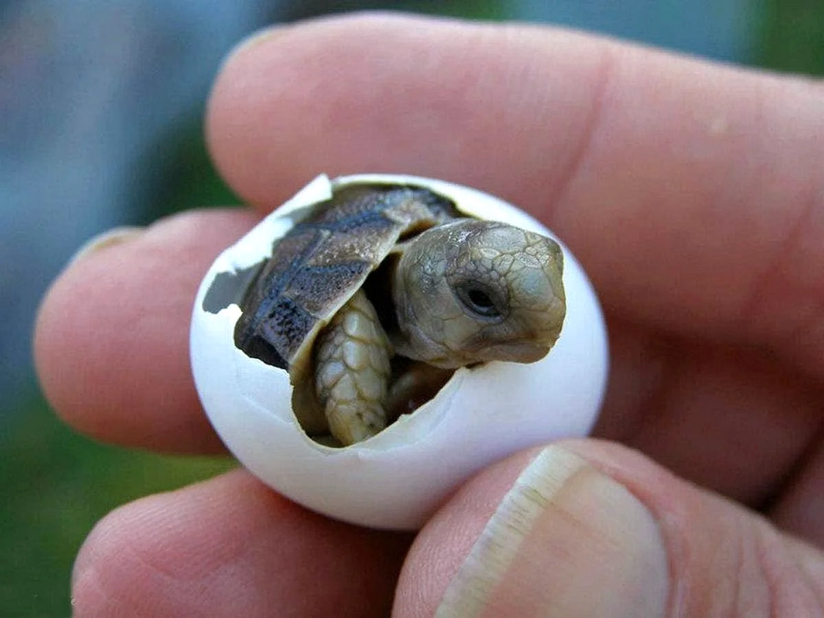 Новорожденная красноухая черепаха