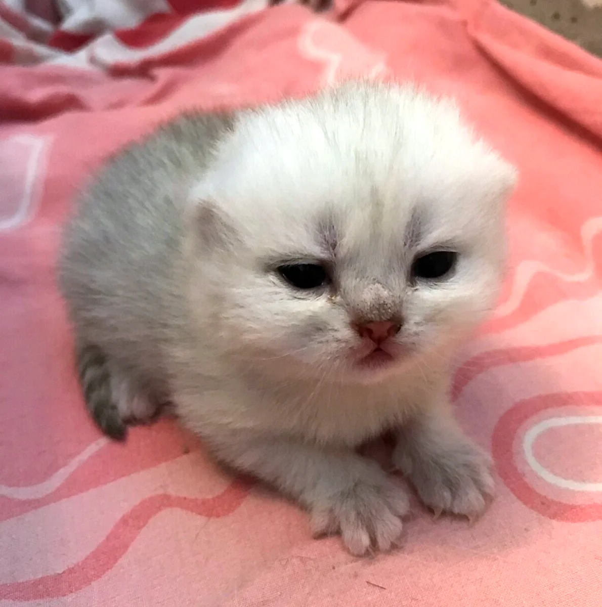 Новорожденные британские белыеые котики