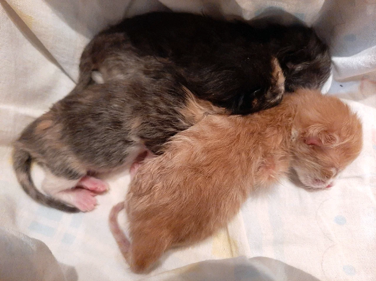 Новорожденные брошенные котята