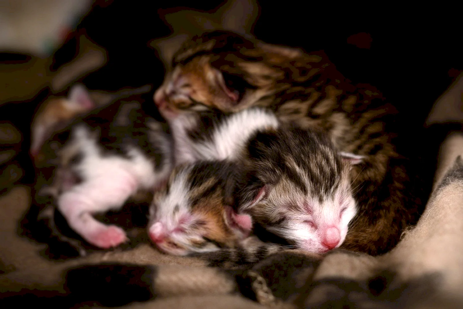 Новорождённые котята