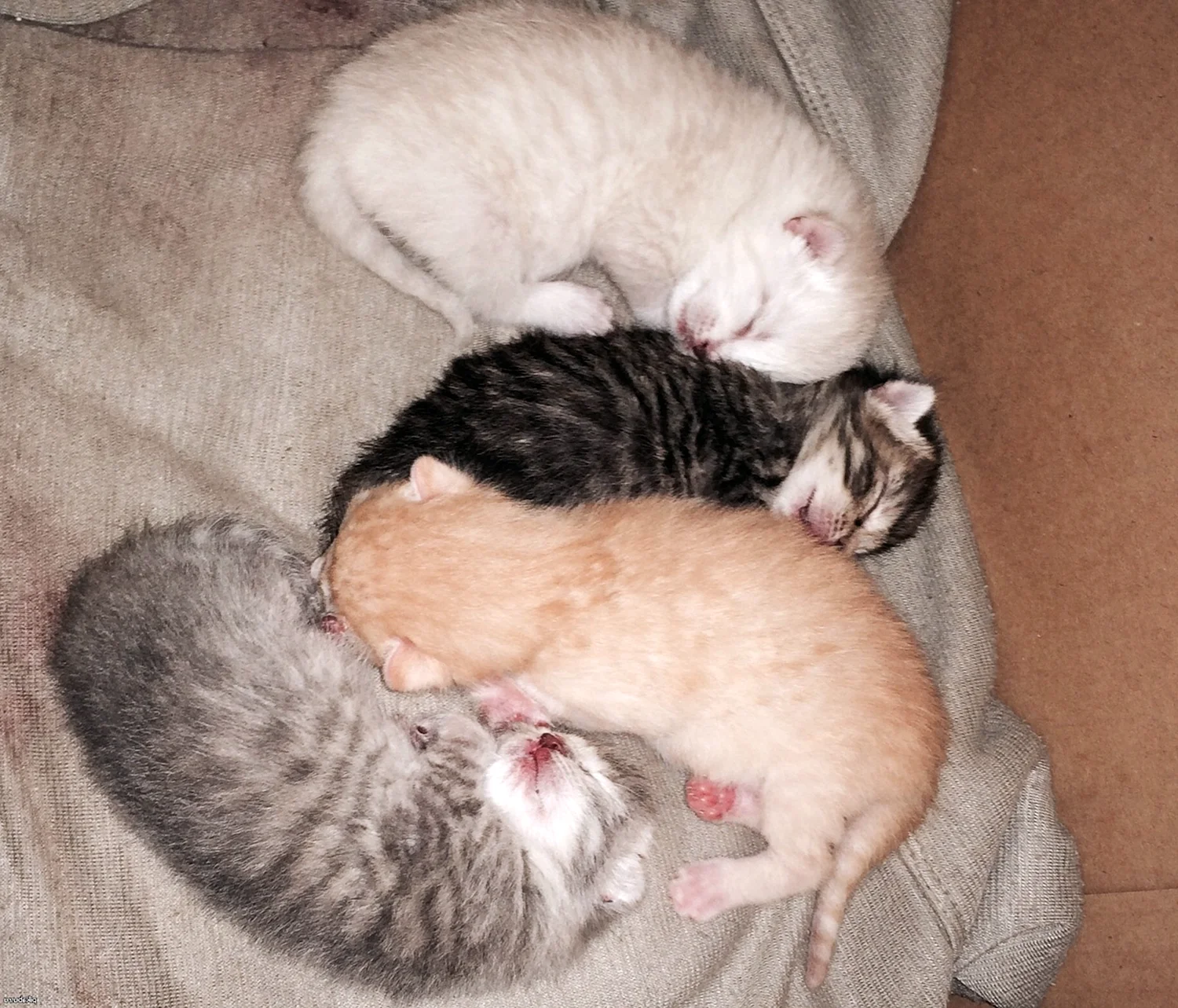 Новорождённые котята с мамой