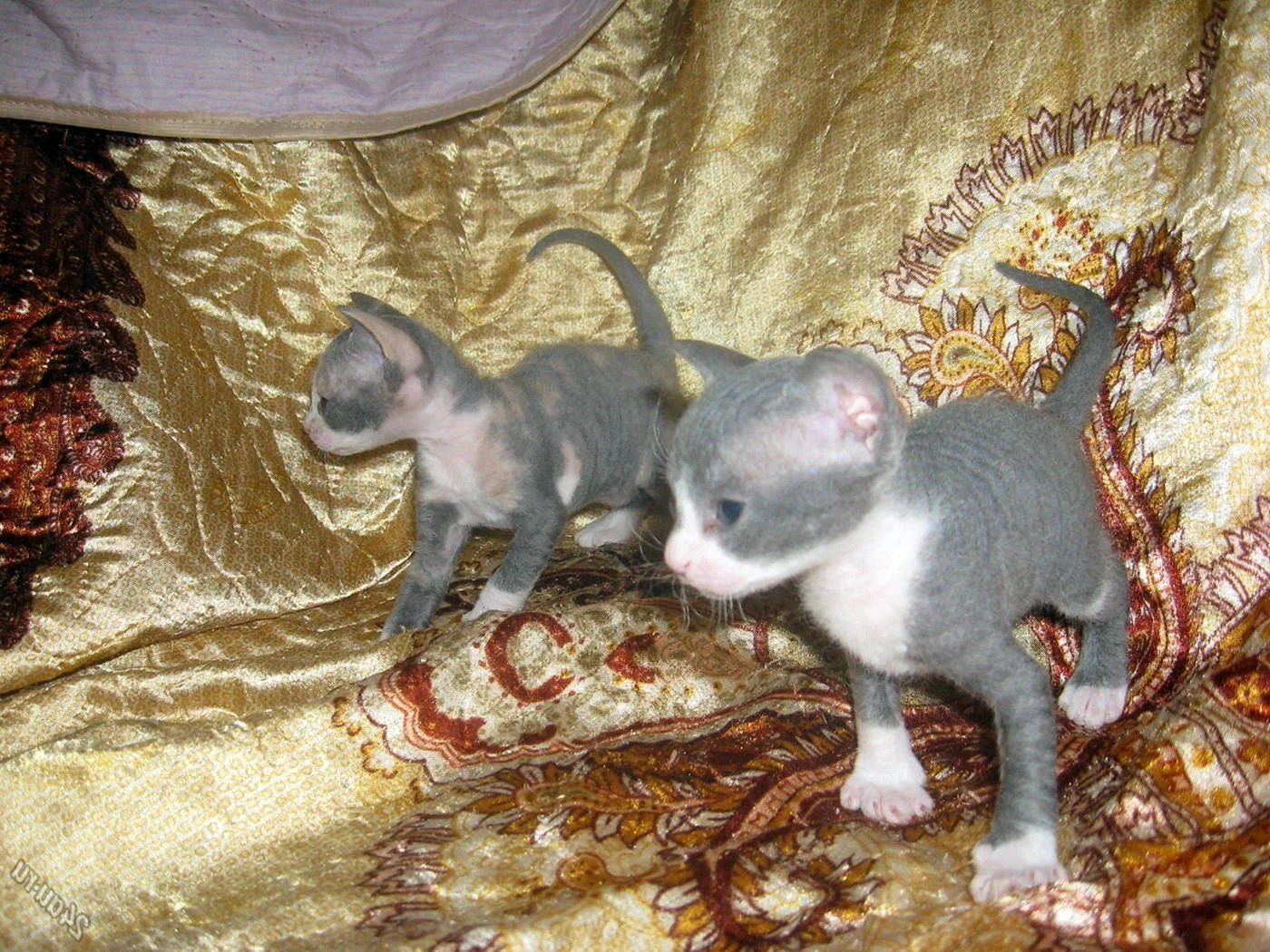 Новорожденные котята сфинкс браш