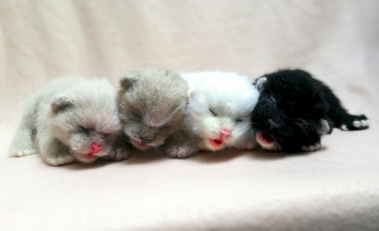 Новорожденные котята циннамон