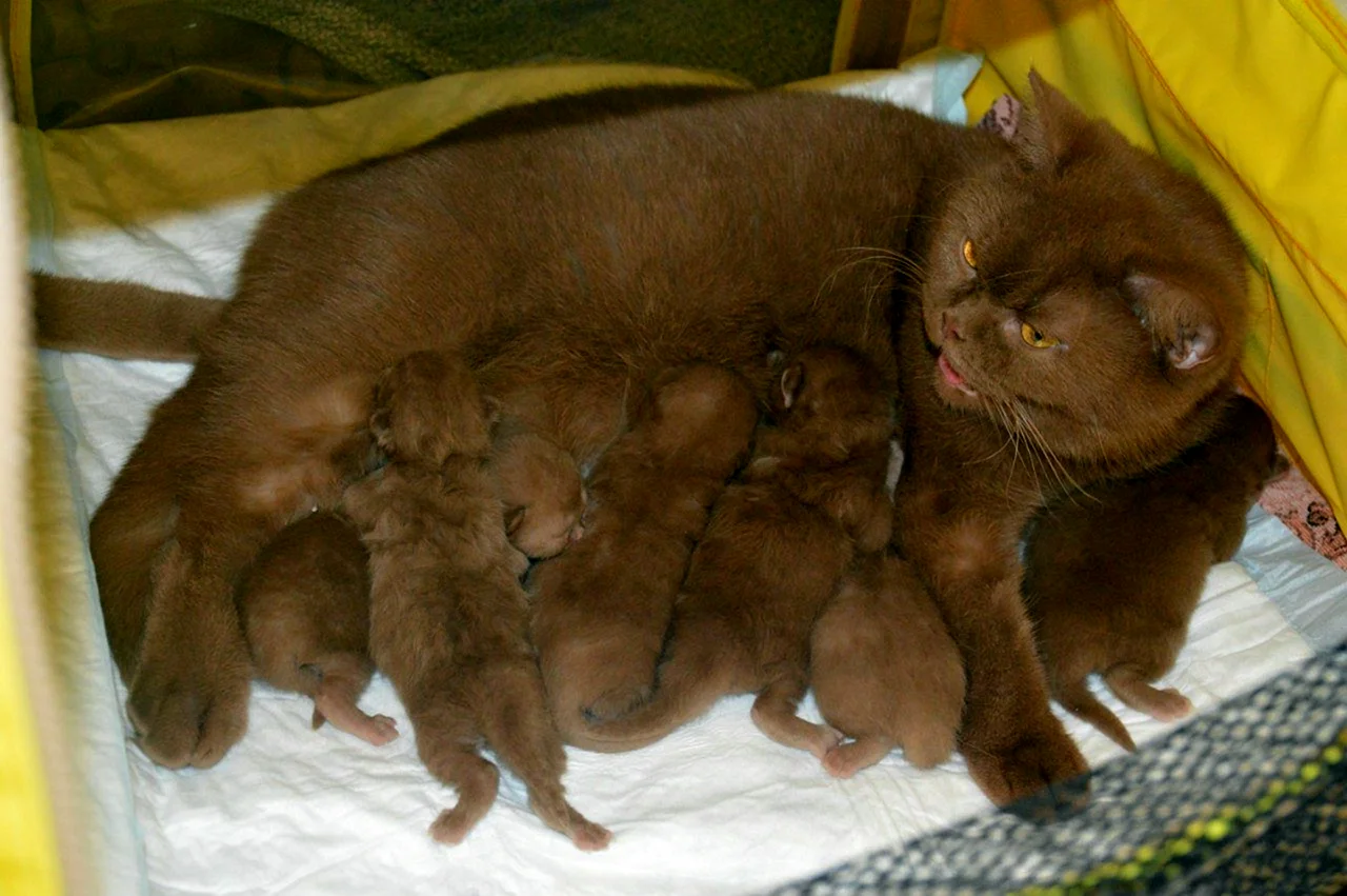 Новорожденные котята циннамон табби
