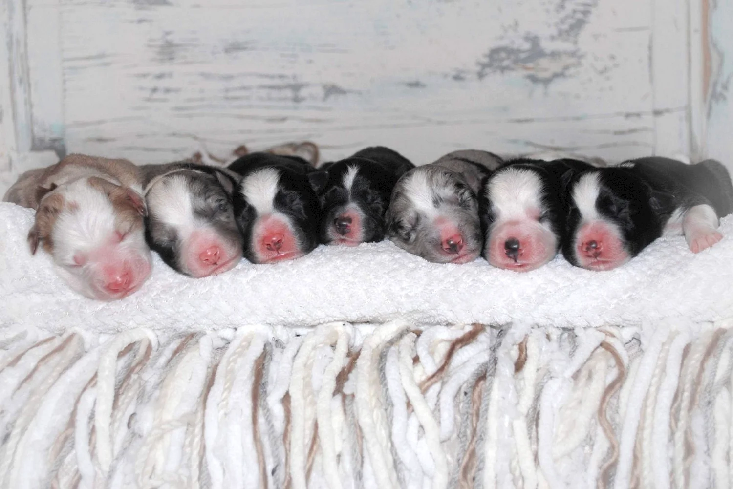 Новорождённые миленькие щенки