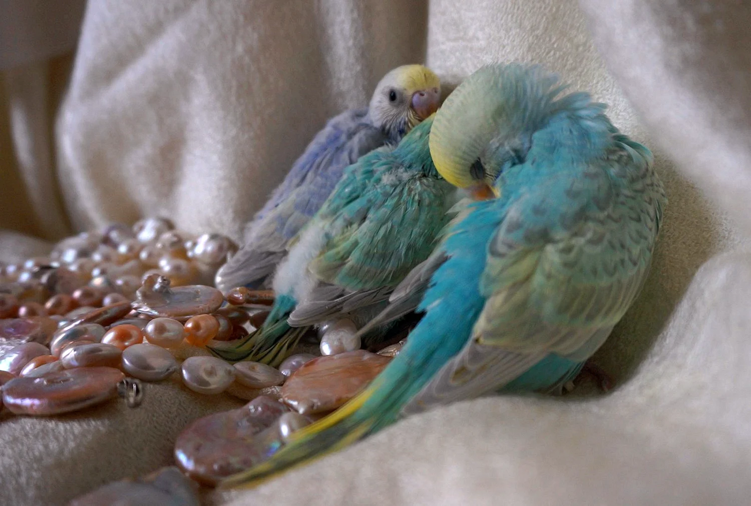 Новорожденные попугайчики