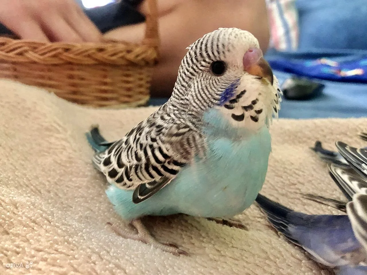 Новорожденные попугайчики волнистые