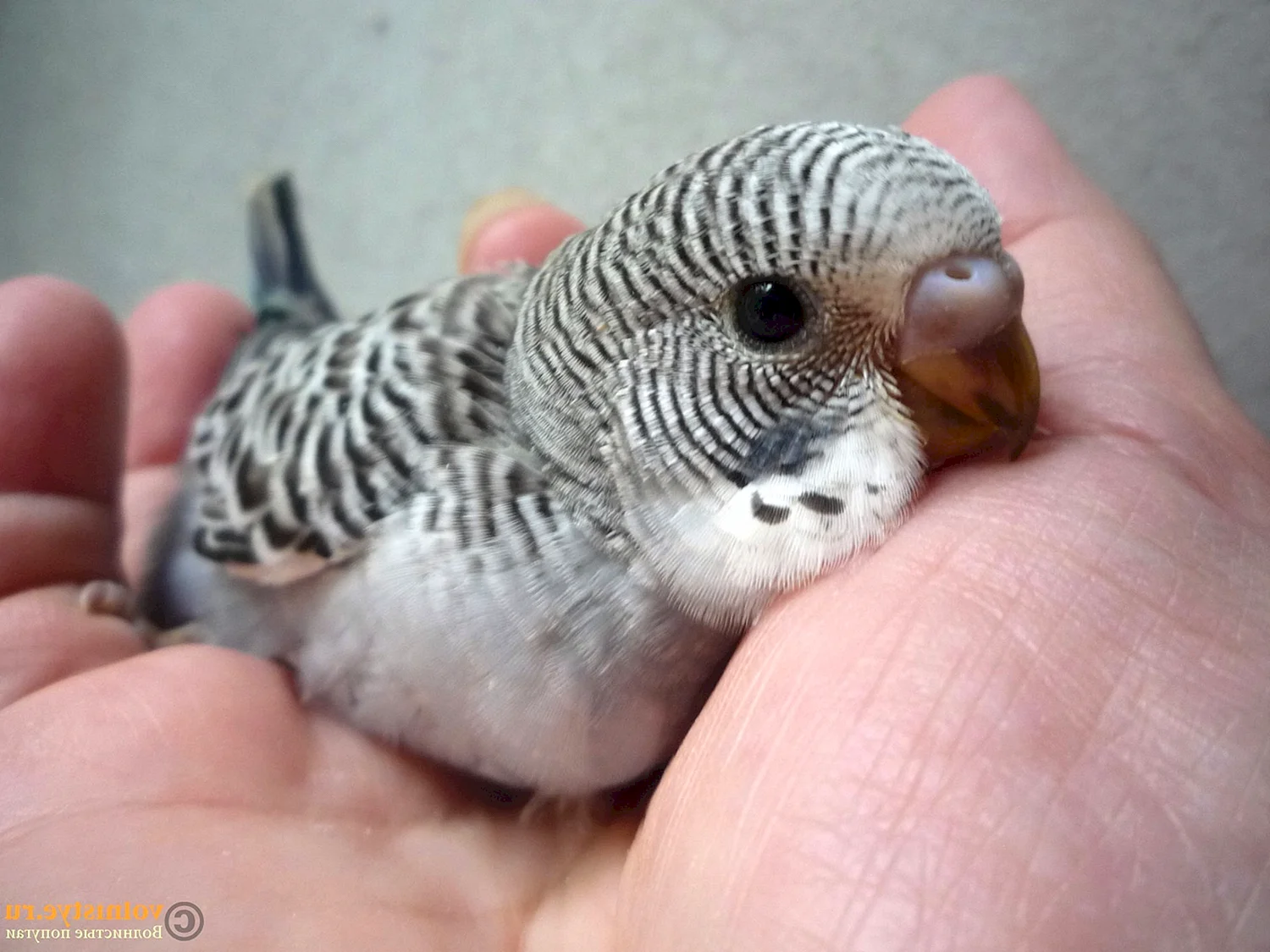 Новорождённые попугайчики волнистые