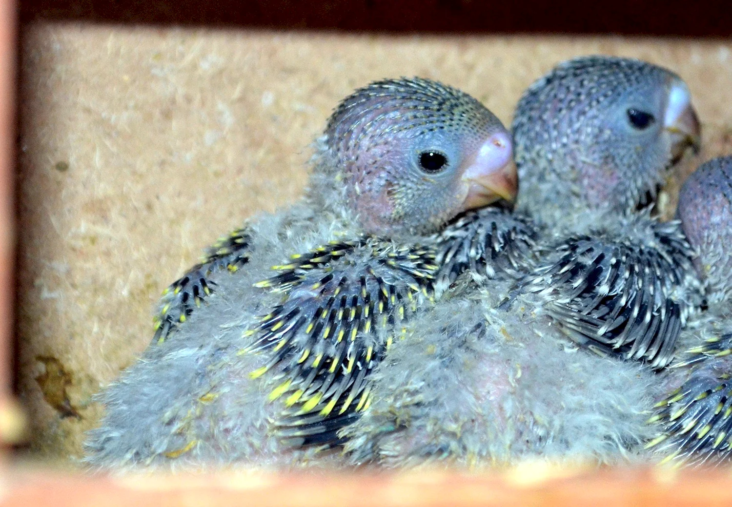 Новорождённые птенцы волнистого попугая