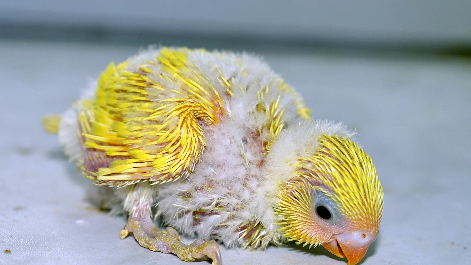 Новорожденные птенцы волнистых попугаев