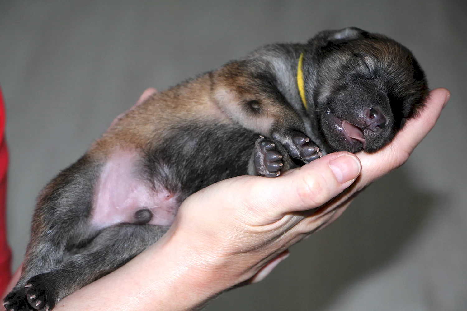 Новорожденные щенки