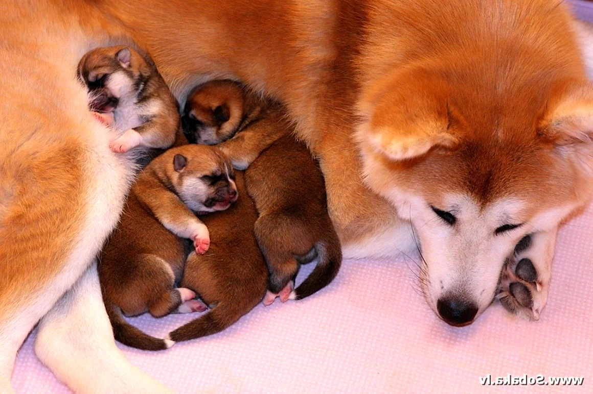 Новорожденные щенки Акита ину