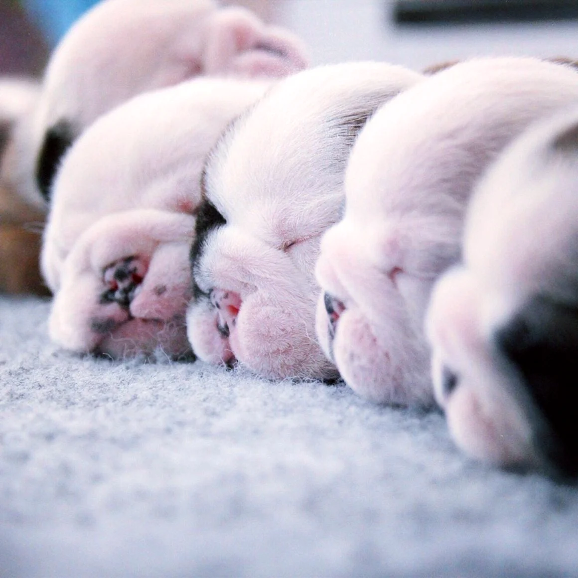 Новорожденные щенки бульдога