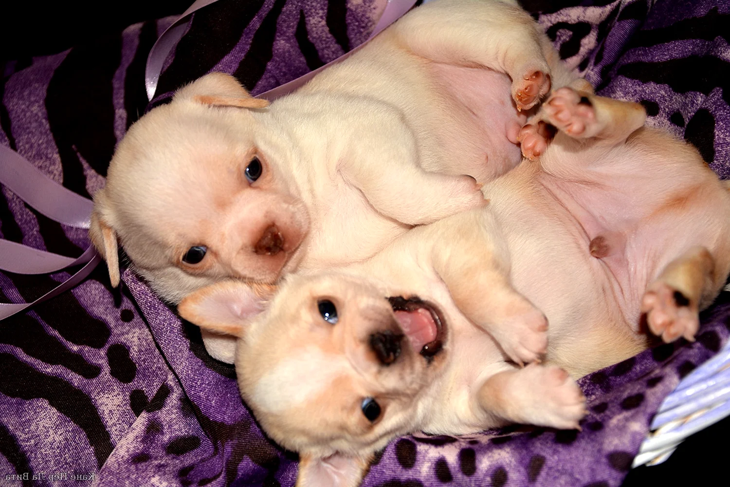 Новорожденные щенки чихуахуа