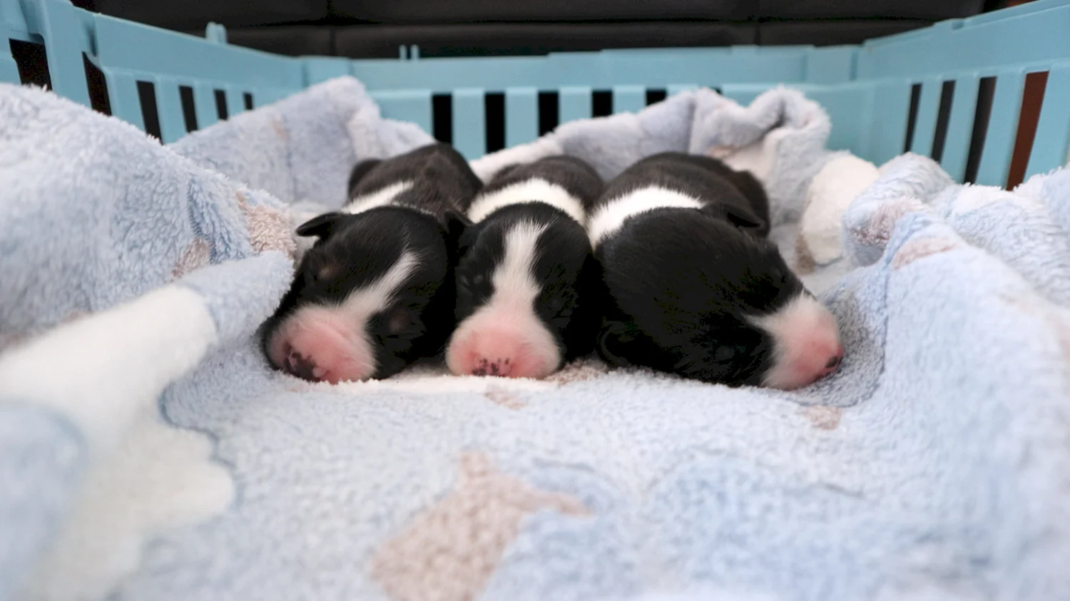 Новорожденные щенки долматинчики