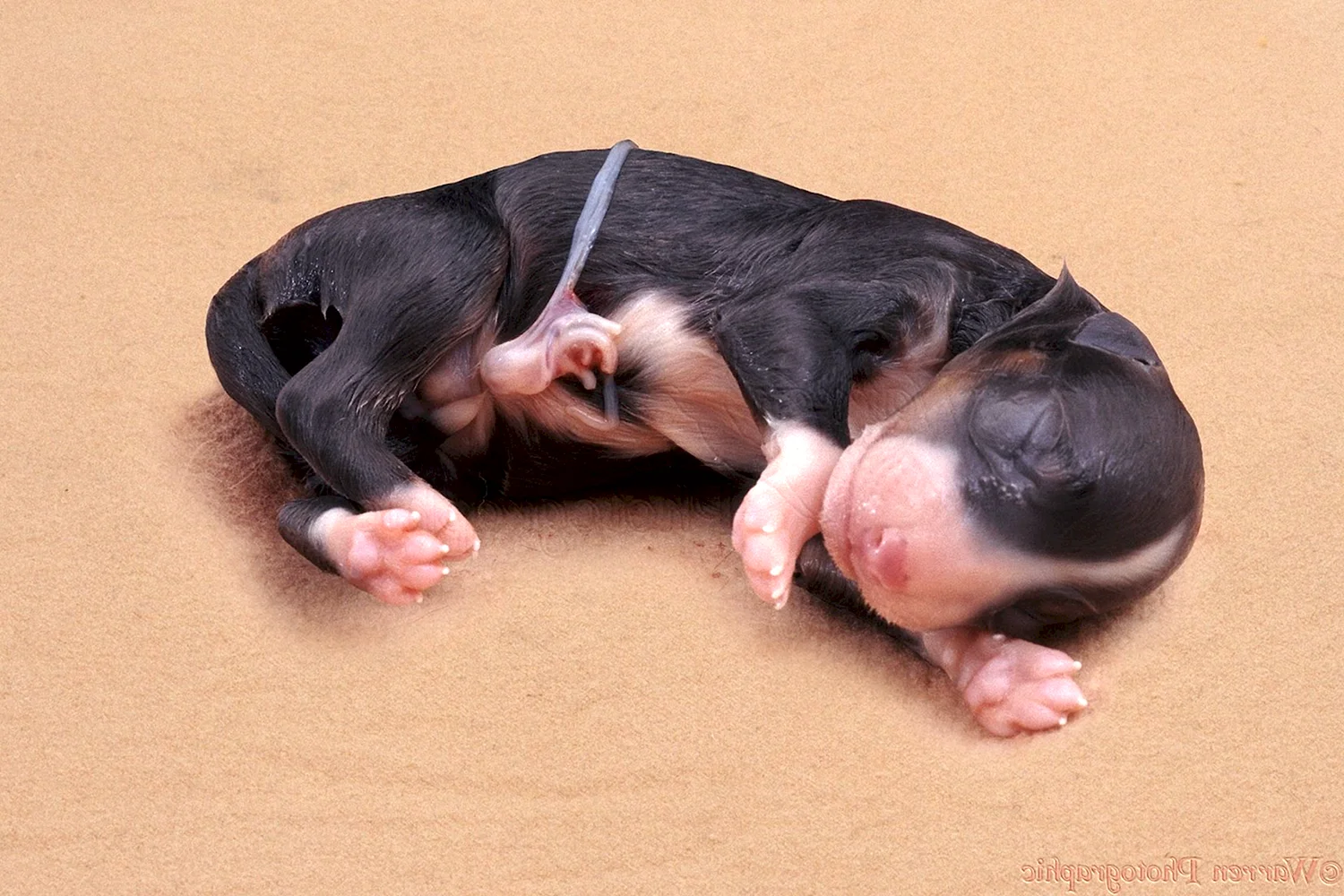 Новорожденные щенки дворняжки