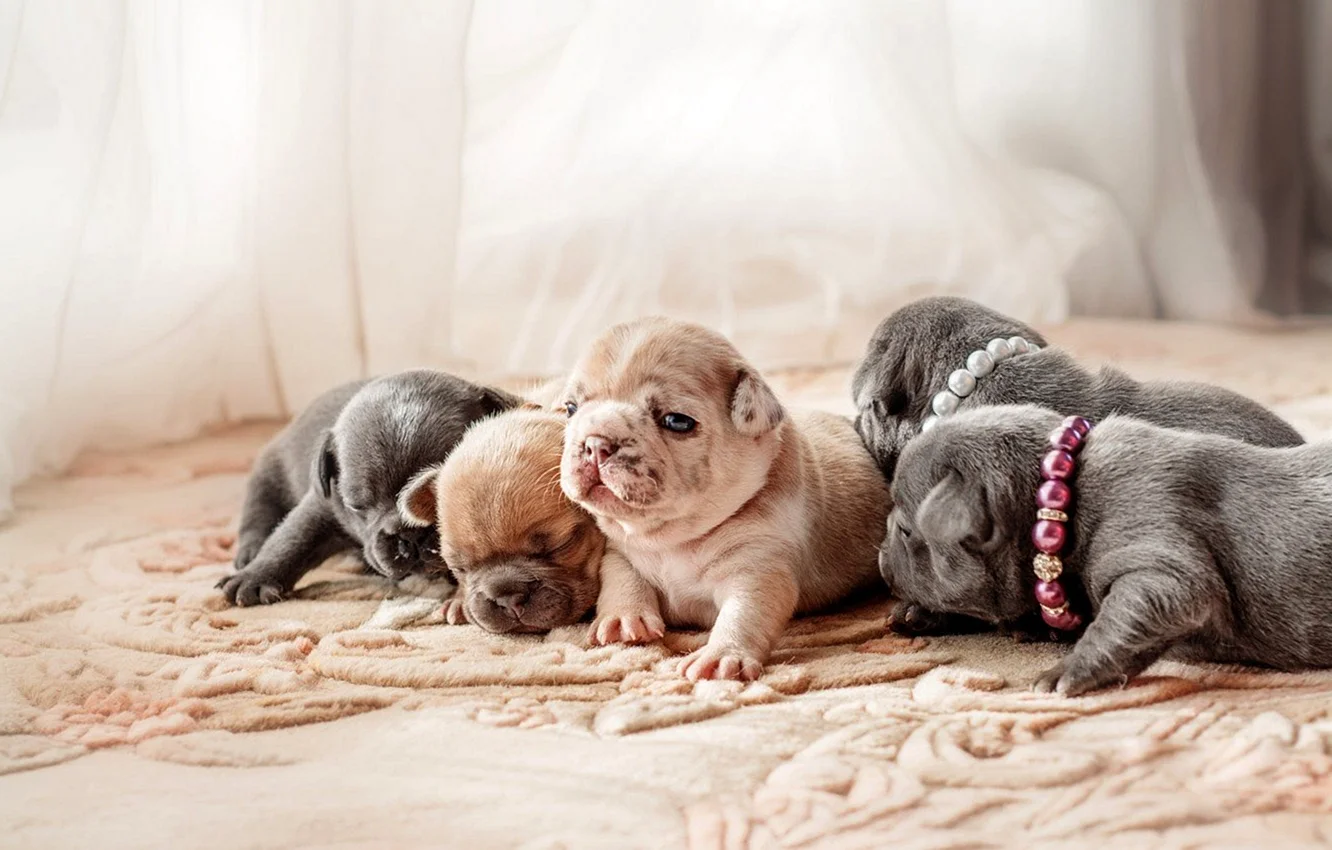 Новорождённые щенки французского бульдога