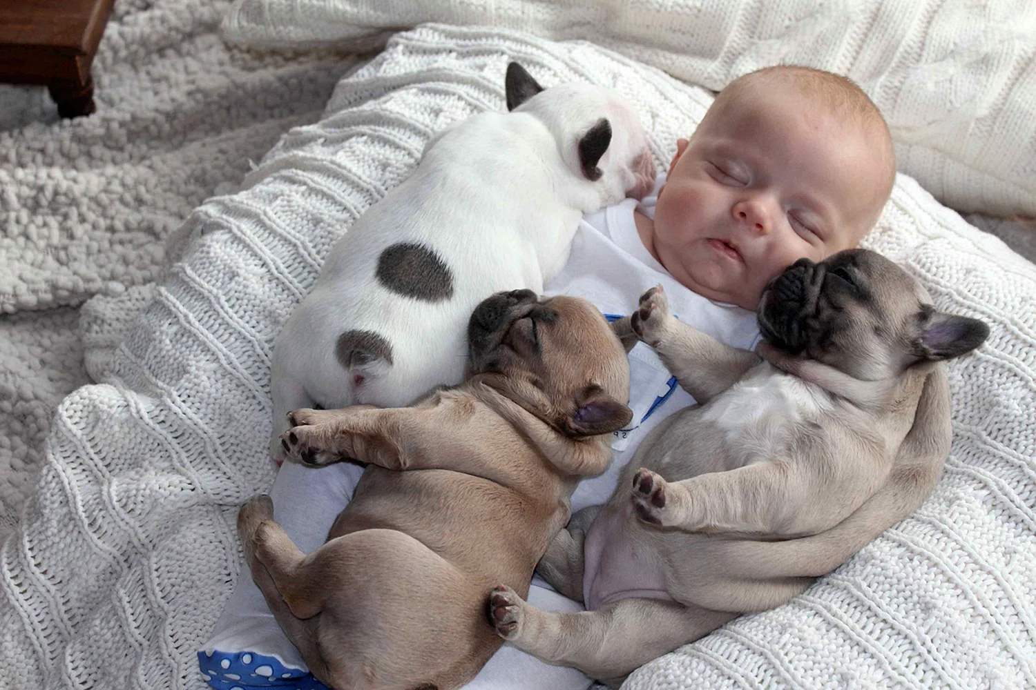 Новорождённые щенки французского бульдога