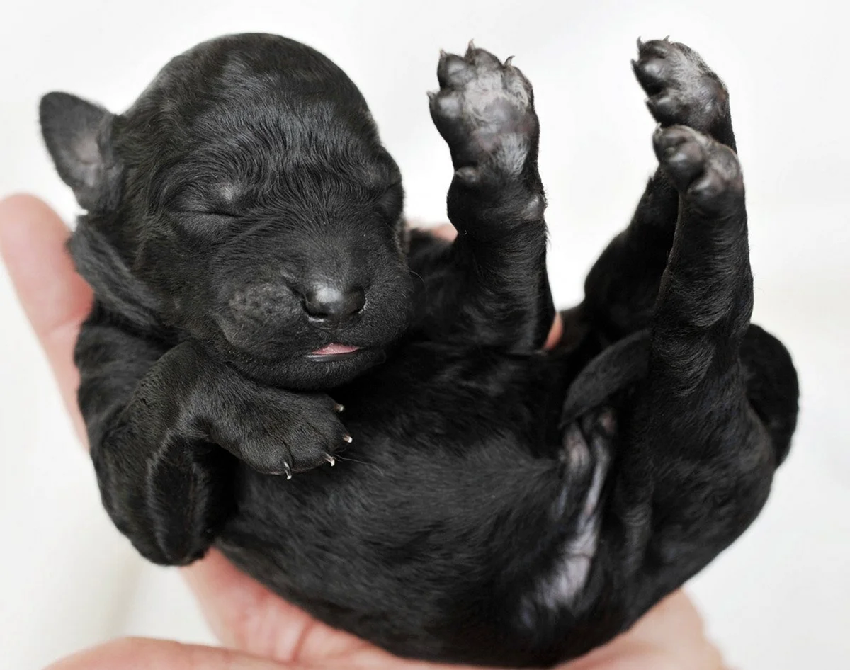 Новорожденные щенки (59 лучших фото)
