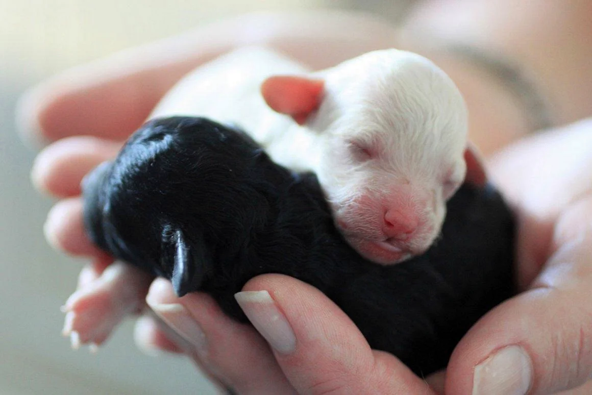 Новорожденные щенки пуделя