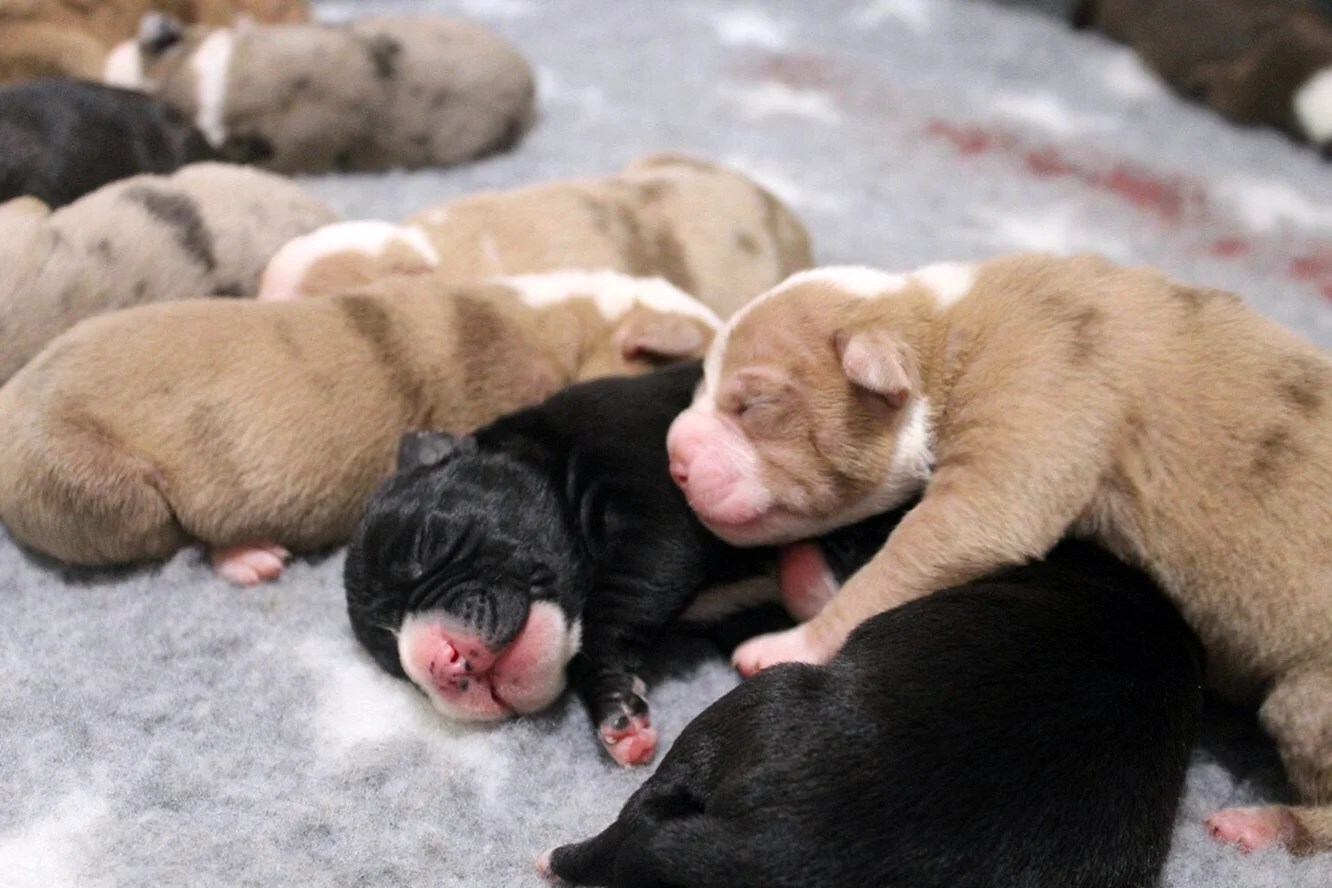 Новорожденные щенки разных пород