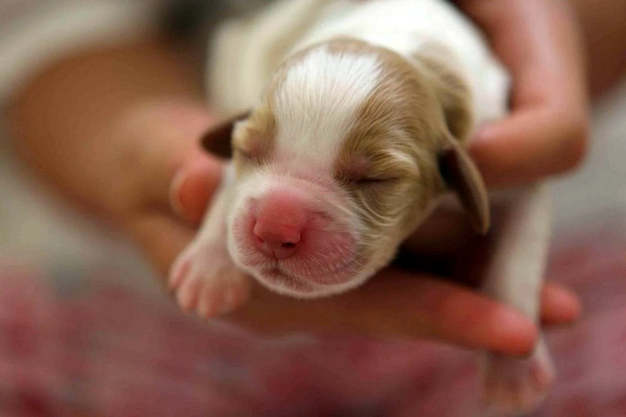 Новорождённые щенки спаниеля