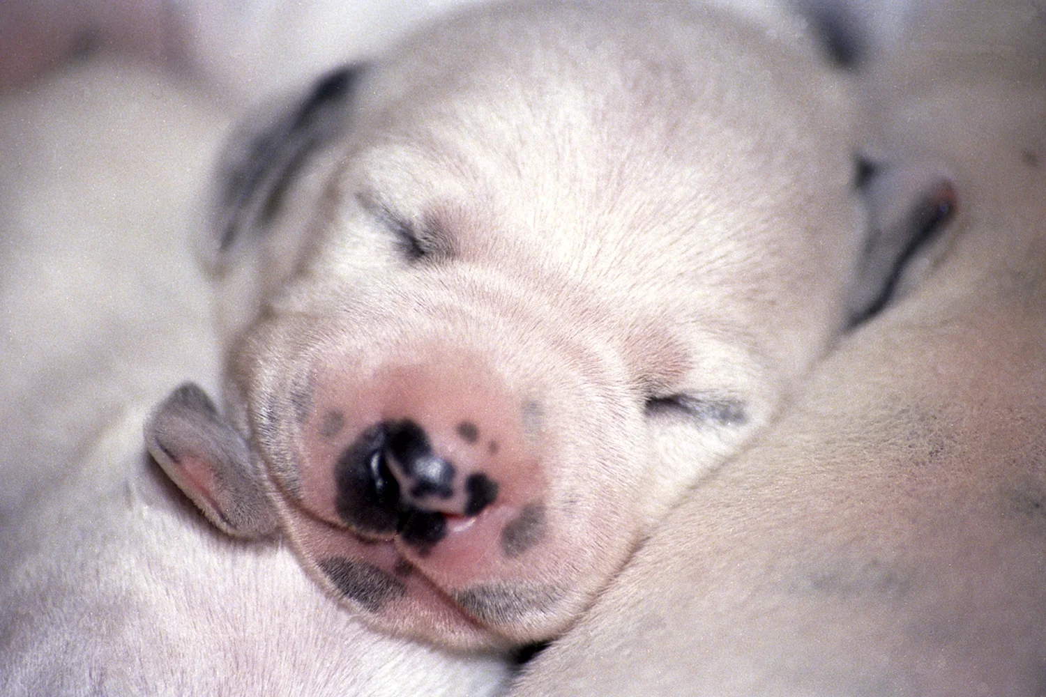 Новорожденные собаки