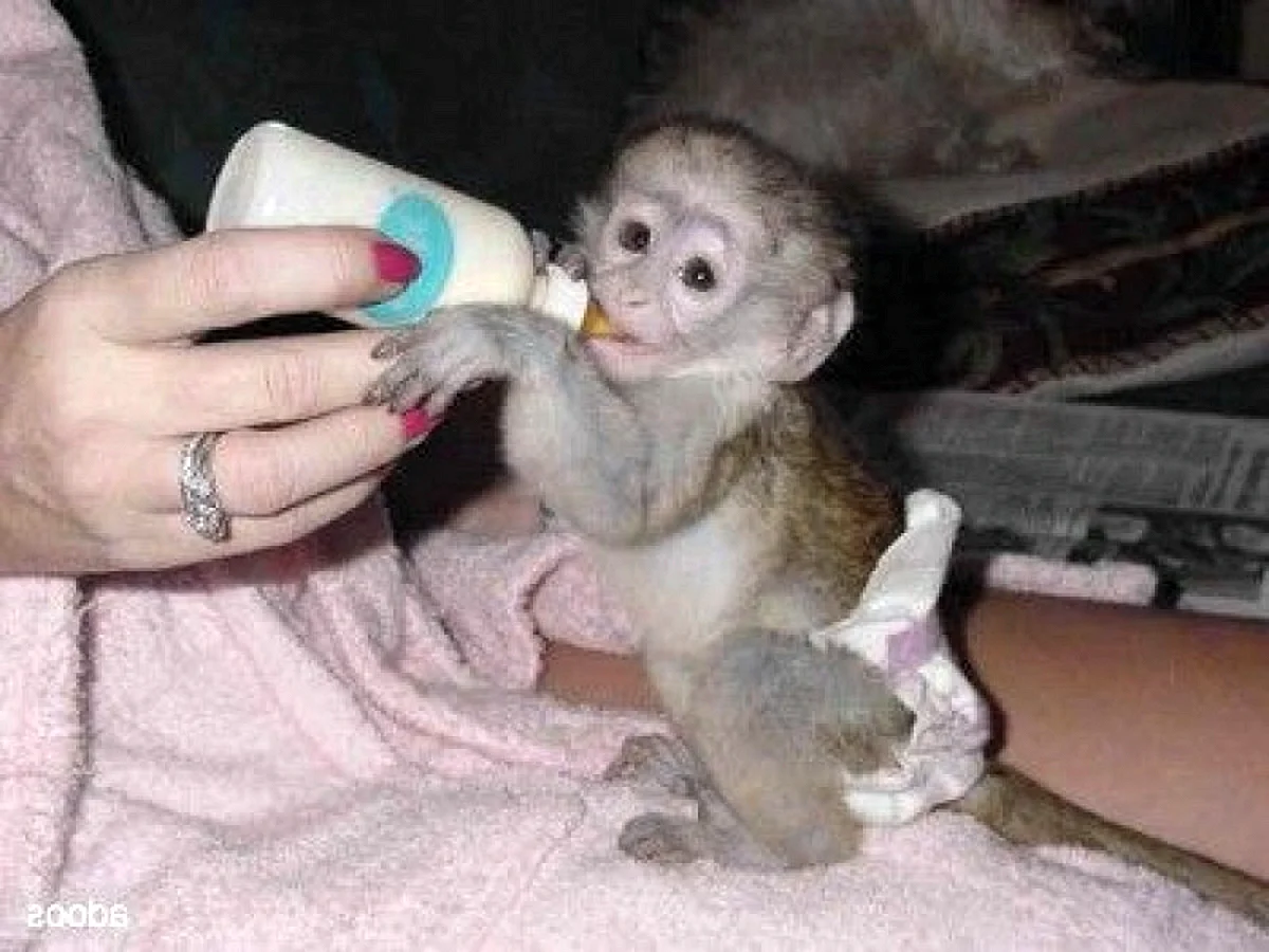 Новорожденный капуцин обезьяна