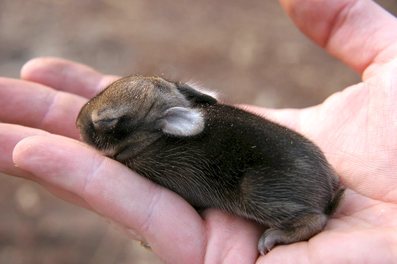 Новорожденный крольчонок