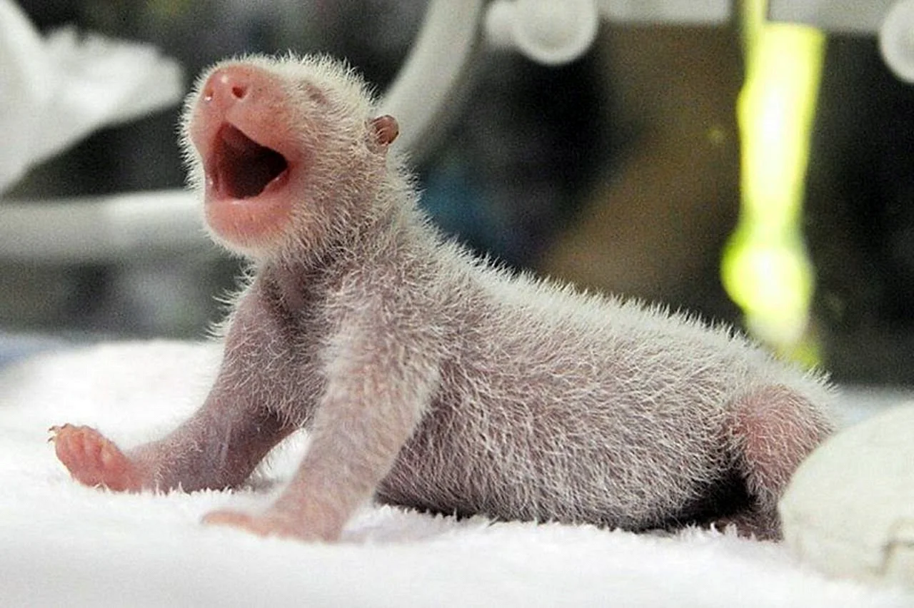 Новорожденный Панда
