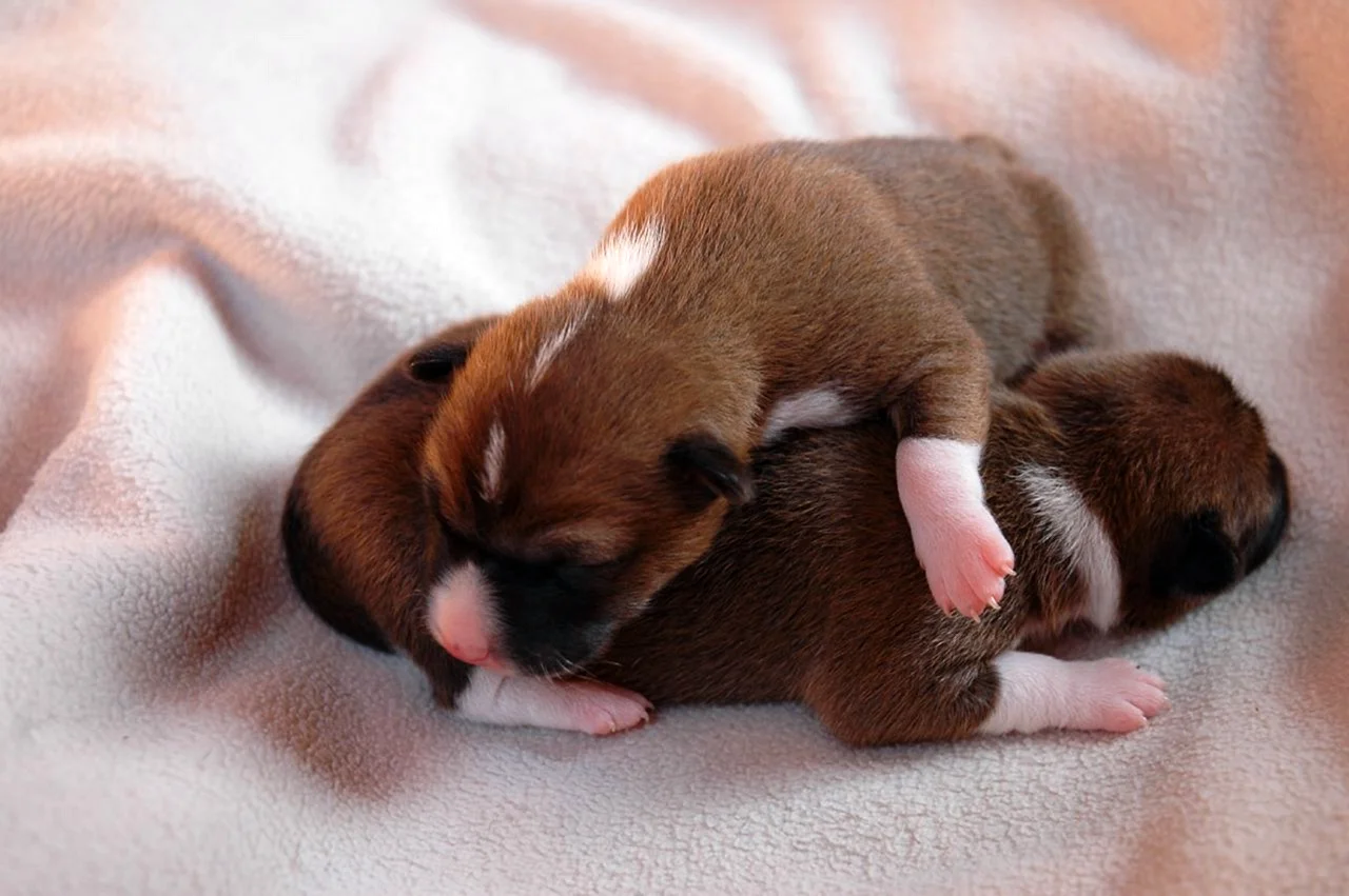 Новорожденный щенок басенджи