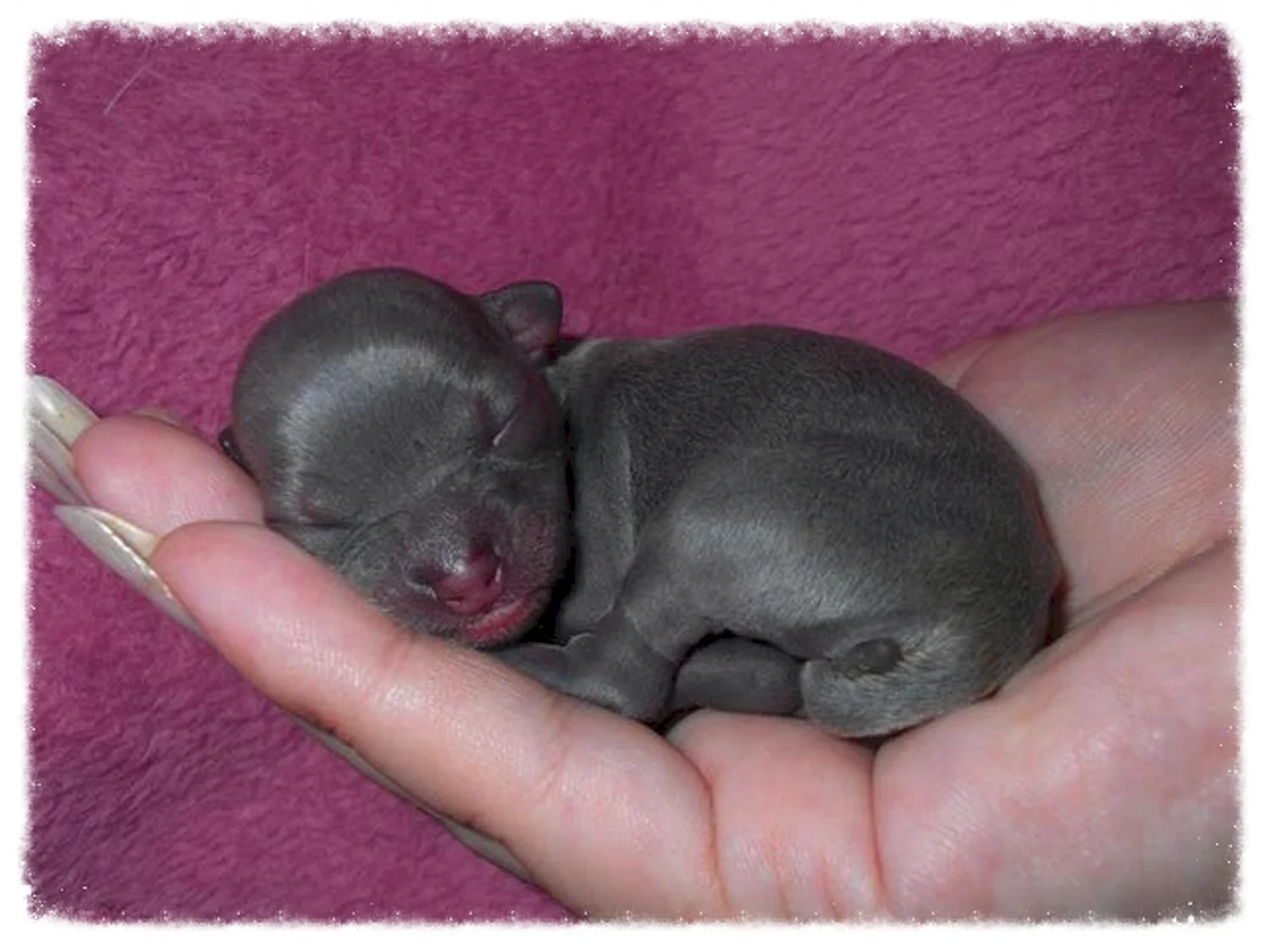 Новорожденный щенок чихуахуа