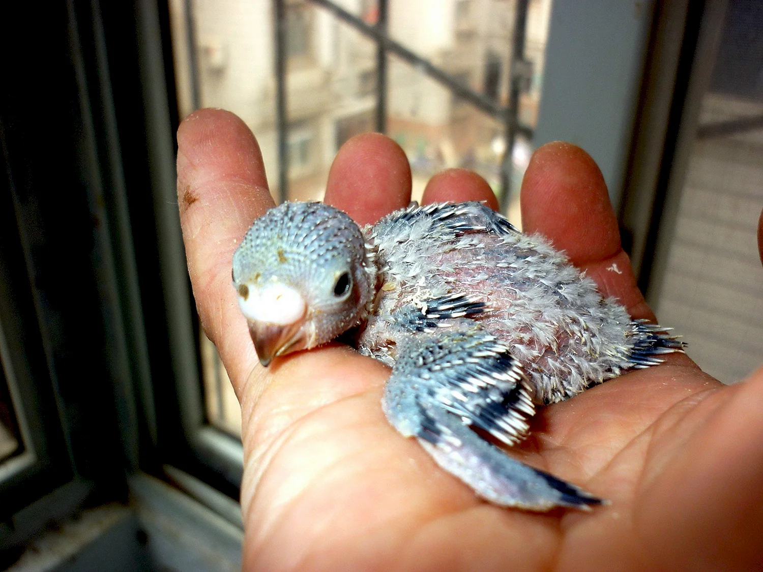 Новорожденный волнистый попугайчик