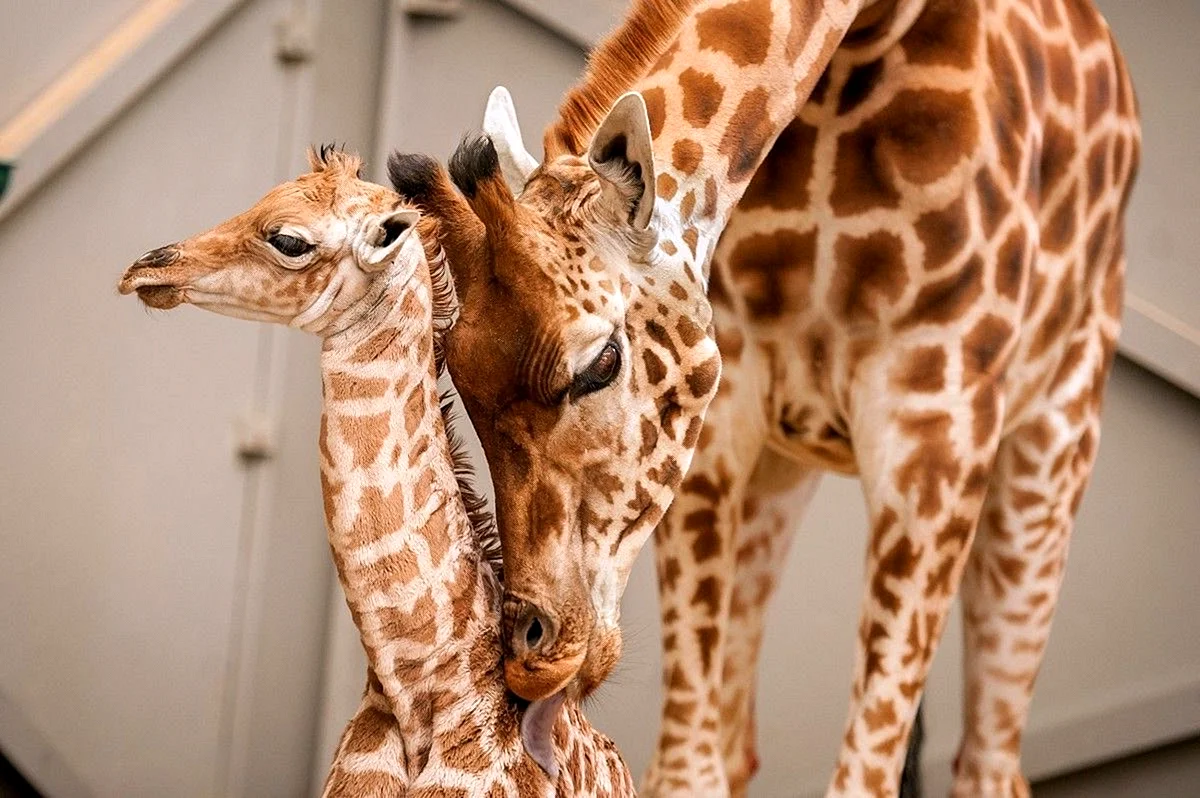 Новорожденный Жираф