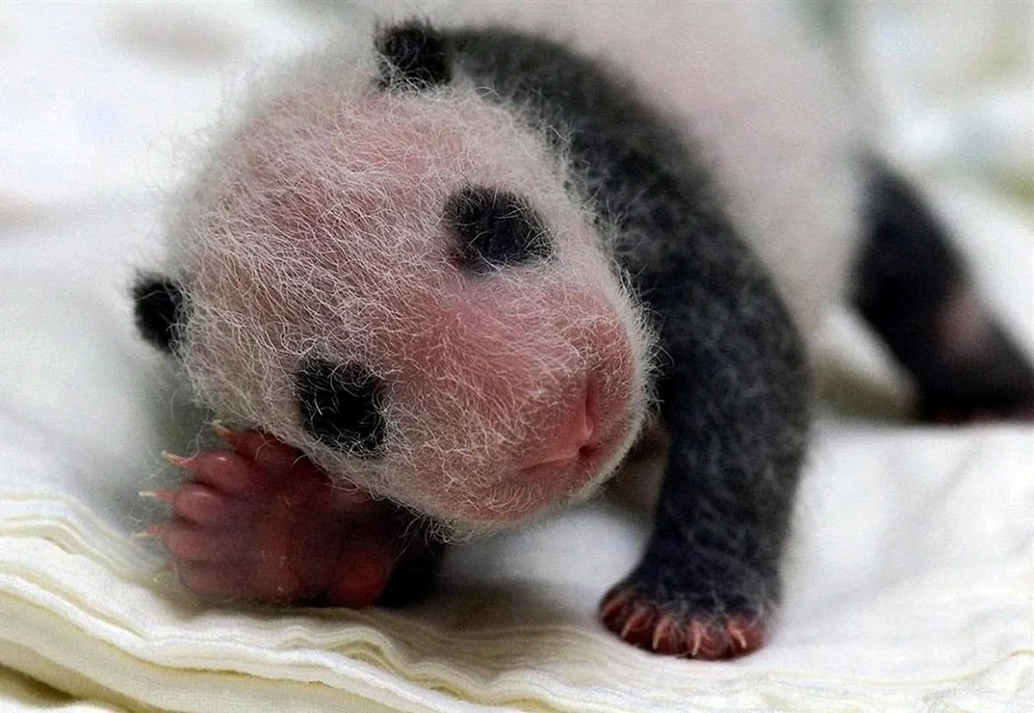 Новорождённыйдетеныш панды
