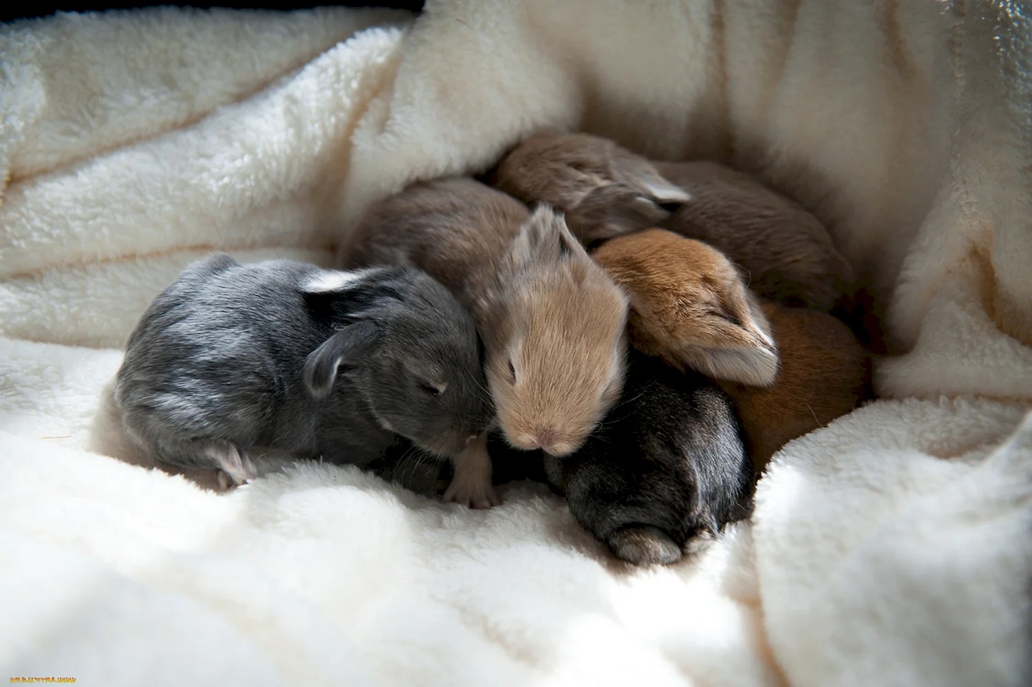 Новорожденных кроликов