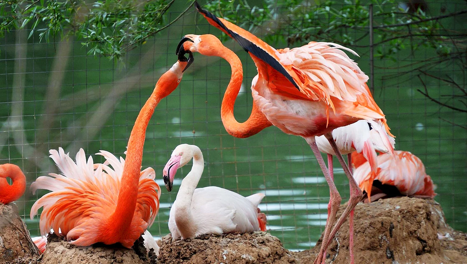 Новосибирский зоопарк Фламинго