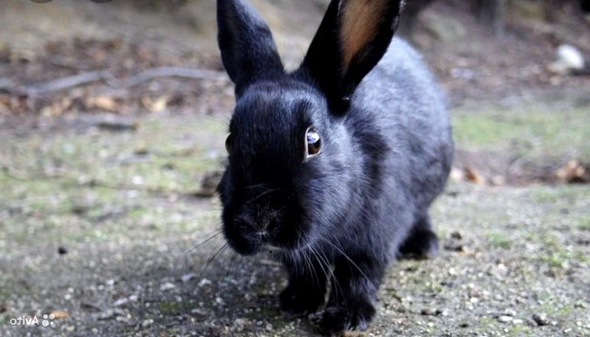 Новозеландский кролик черный
