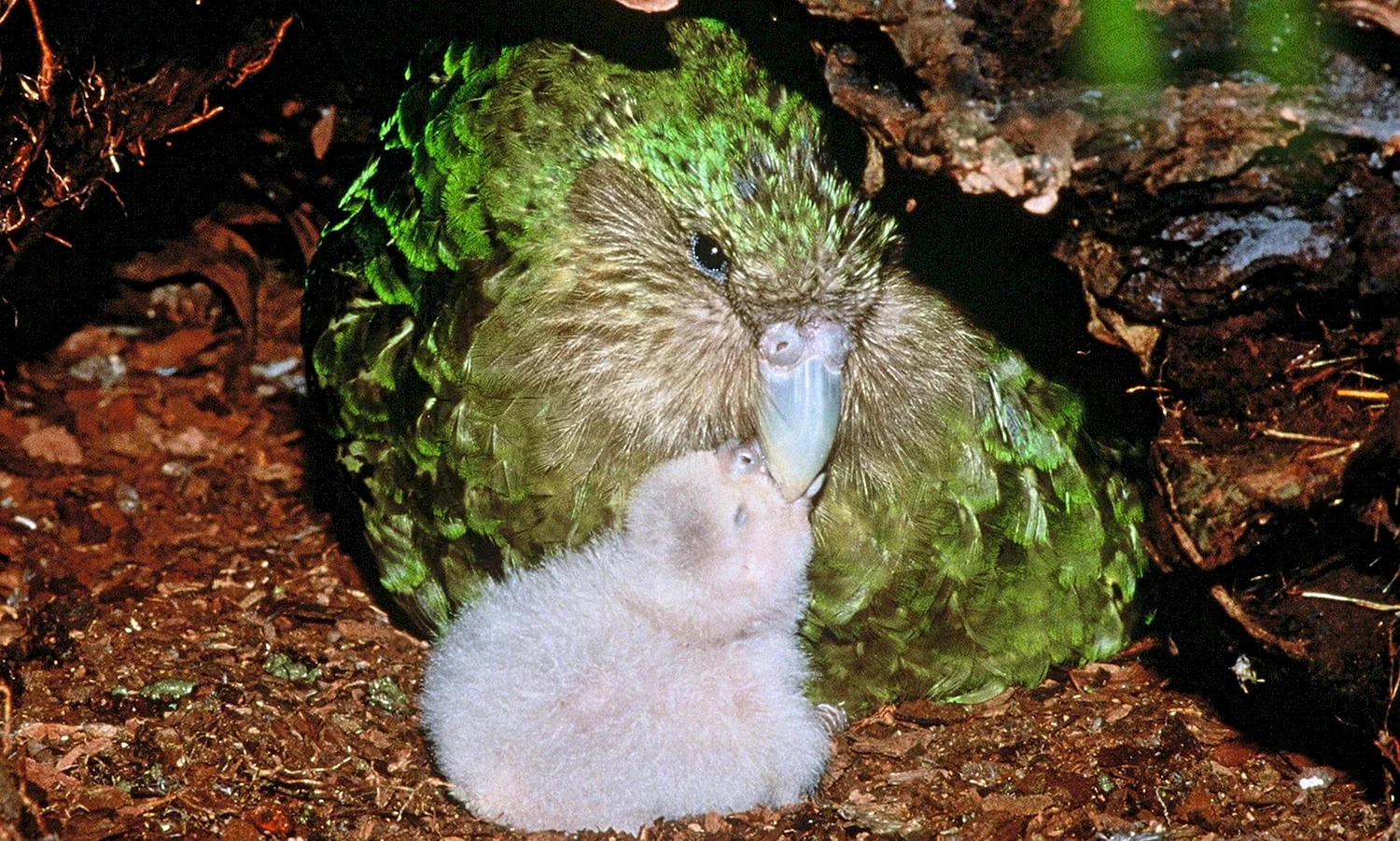 Новозеландский попугай какапо