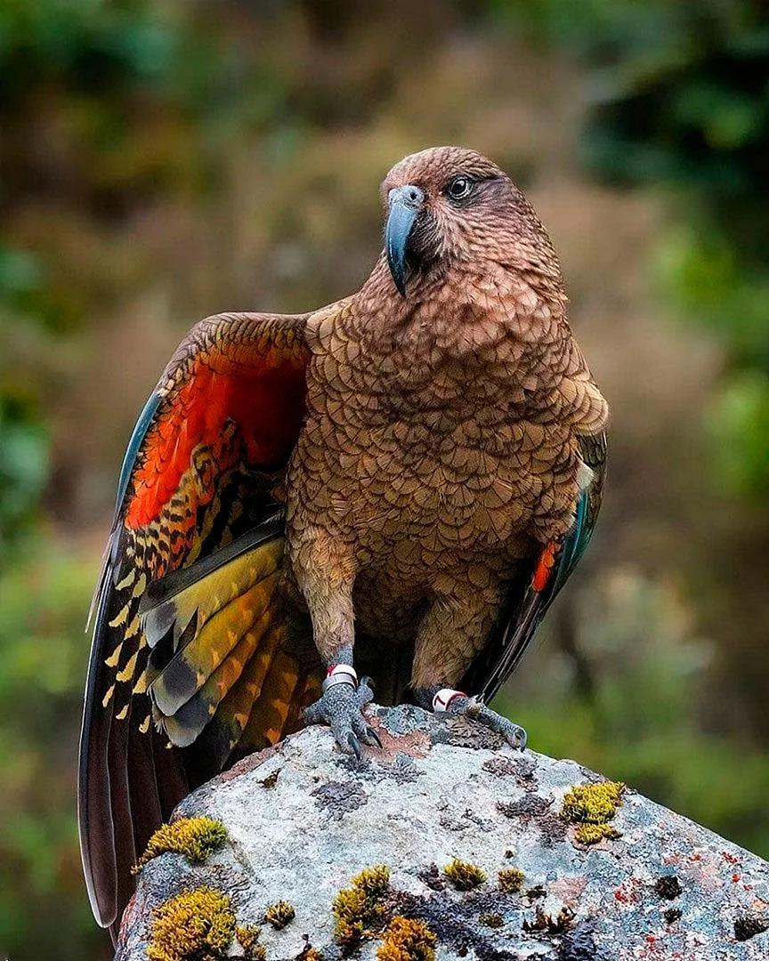 Новозеландский попугай Кеа