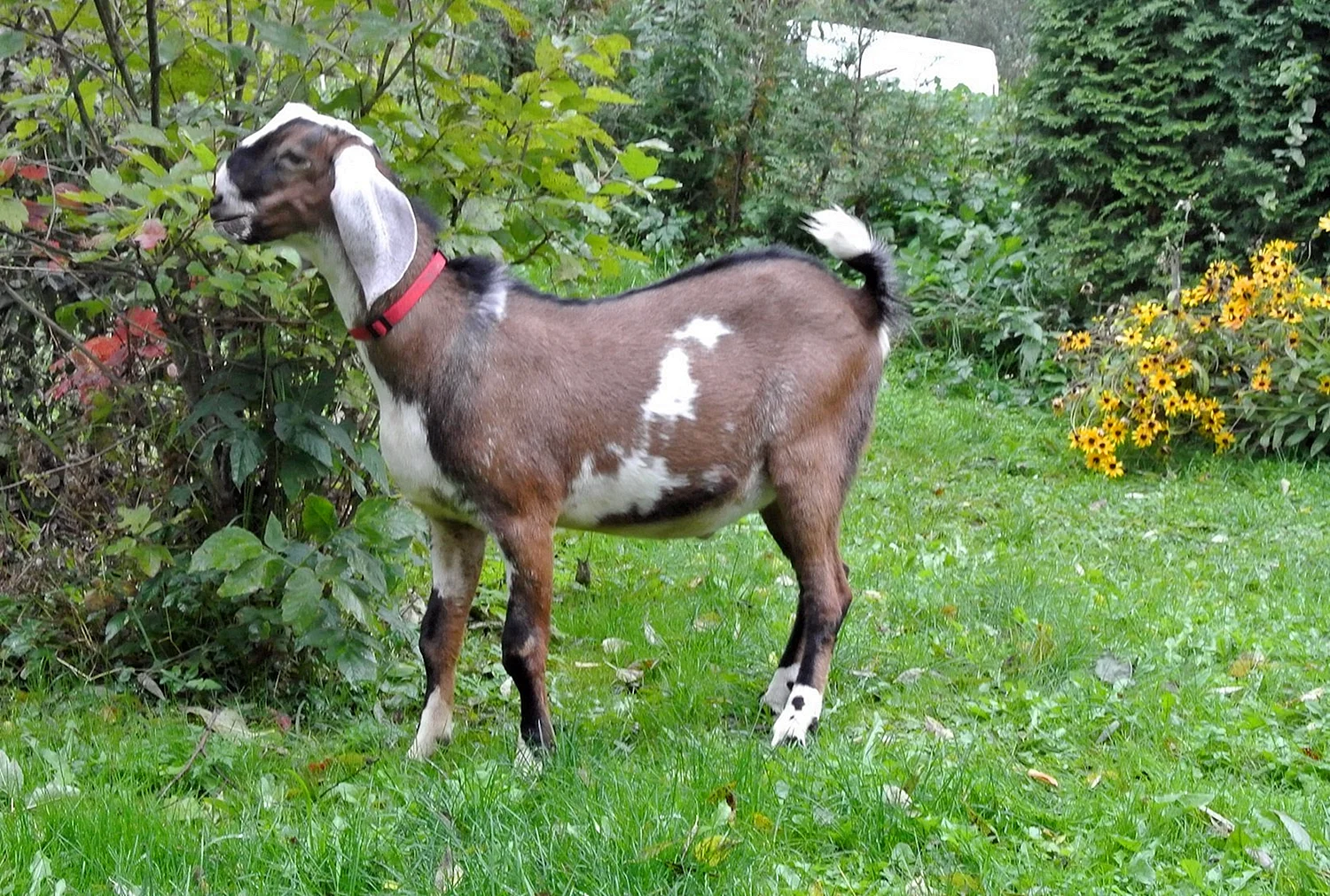 Нубийская молочная коза