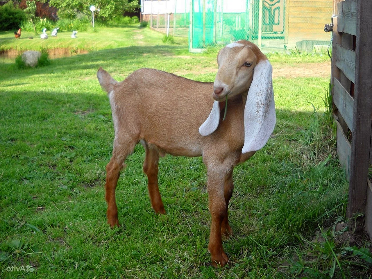 Нубийские козы Камори