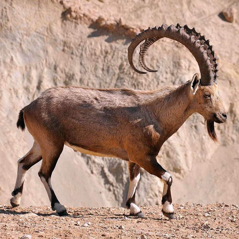 Нубийский горный козел
