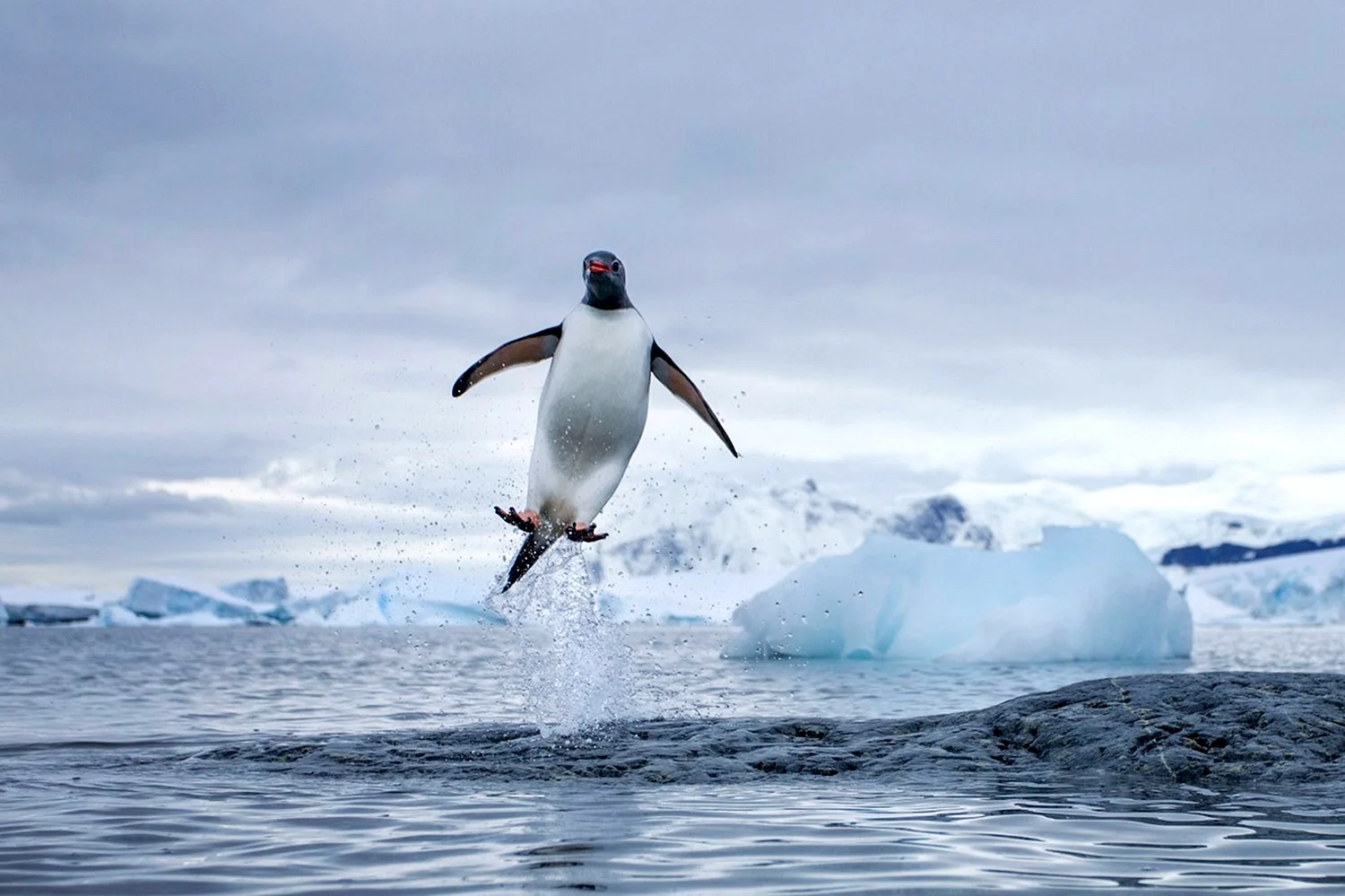 Ныряющий папуанский Пингвин