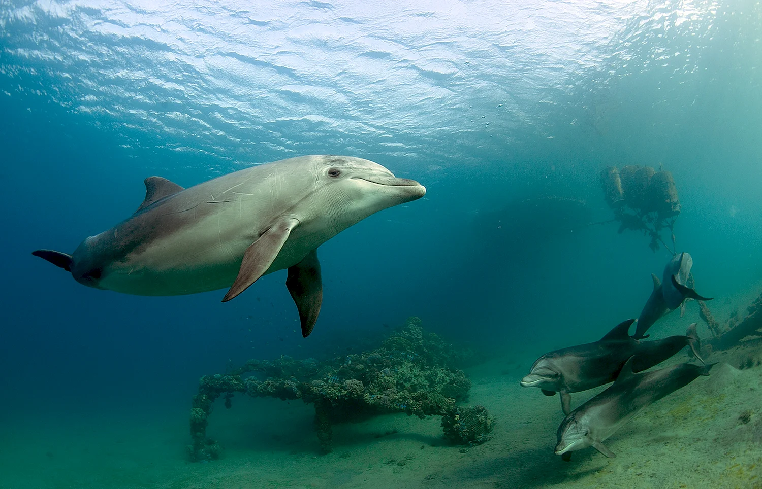 Обитатели чёрного моря дельфины-афалины
