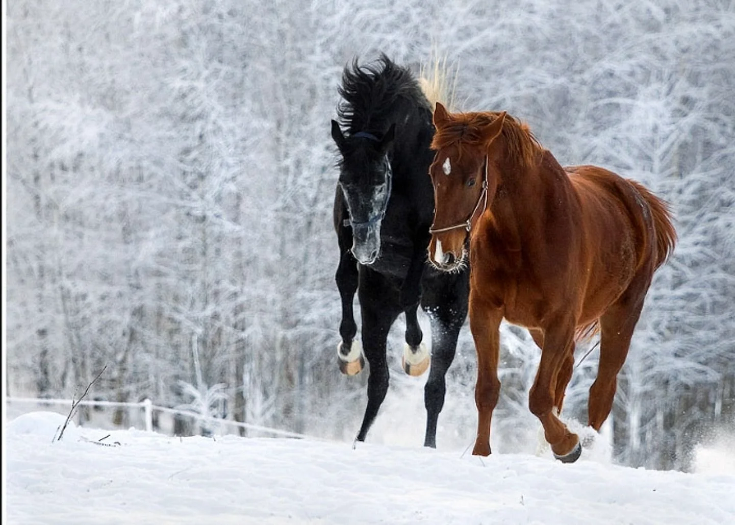 Обои на рабочий стол лошади зимой