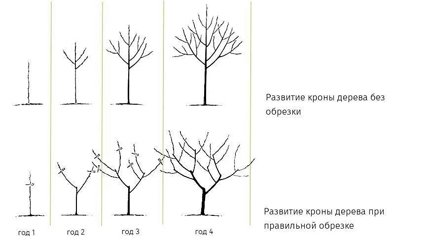 Обрезка плодовых деревьев схема